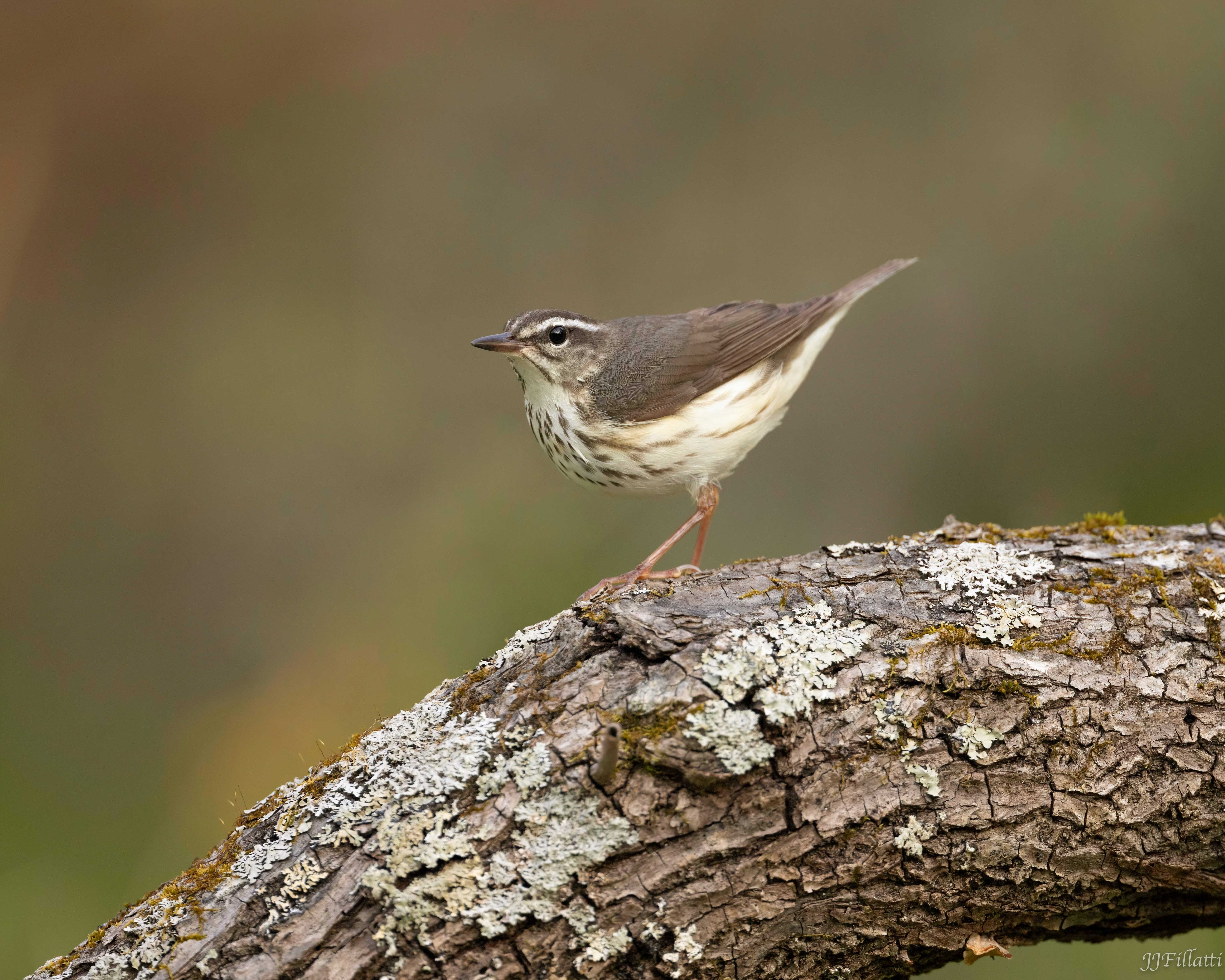 bird of Ohio image 23